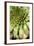 Sempervivum Succulent IV-Erin Berzel-Framed Photographic Print