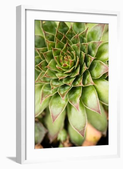 Sempervivum Succulent IV-Erin Berzel-Framed Photographic Print