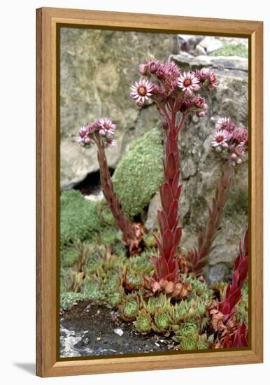 Sempervivum Tectorum-Vaughan Fleming-Framed Premier Image Canvas