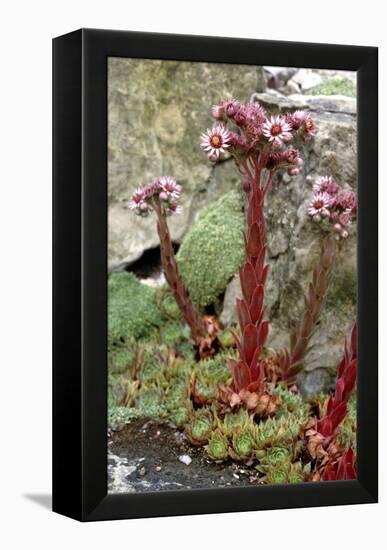 Sempervivum Tectorum-Vaughan Fleming-Framed Premier Image Canvas