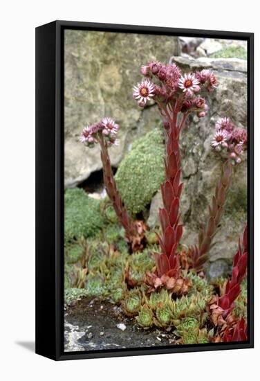 Sempervivum Tectorum-Vaughan Fleming-Framed Premier Image Canvas