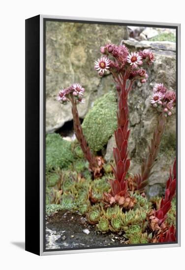 Sempervivum Tectorum-Vaughan Fleming-Framed Premier Image Canvas