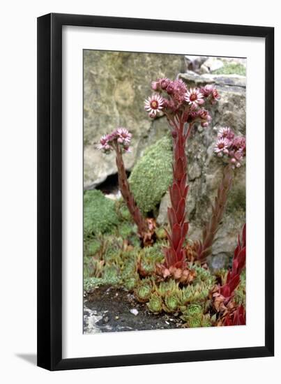 Sempervivum Tectorum-Vaughan Fleming-Framed Photographic Print