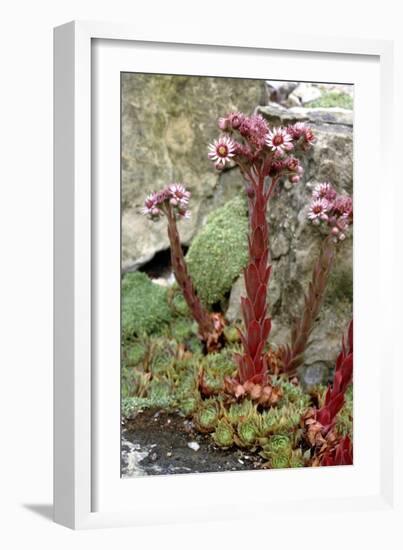 Sempervivum Tectorum-Vaughan Fleming-Framed Photographic Print