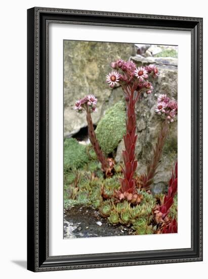 Sempervivum Tectorum-Vaughan Fleming-Framed Photographic Print