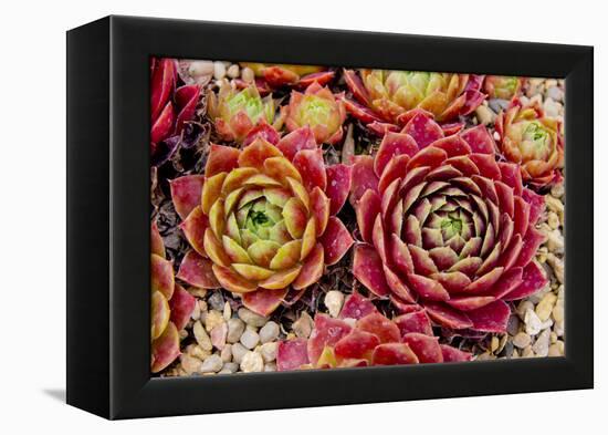 Sempervivum Tectorum-Charles Bowman-Framed Premier Image Canvas