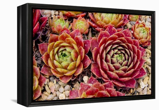 Sempervivum Tectorum-Charles Bowman-Framed Premier Image Canvas