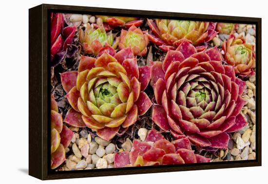 Sempervivum Tectorum-Charles Bowman-Framed Premier Image Canvas