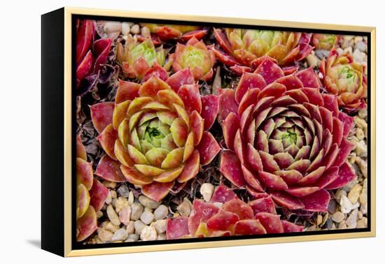 Sempervivum Tectorum-Charles Bowman-Framed Premier Image Canvas