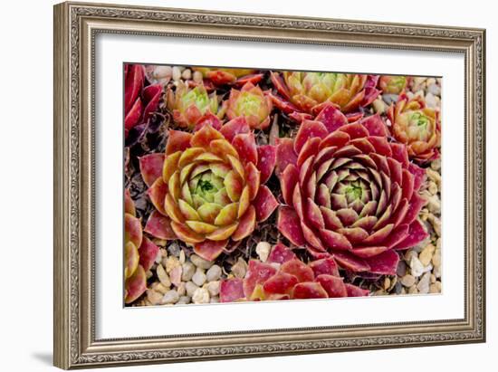 Sempervivum Tectorum-Charles Bowman-Framed Photographic Print