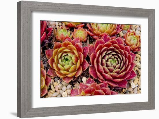 Sempervivum Tectorum-Charles Bowman-Framed Photographic Print