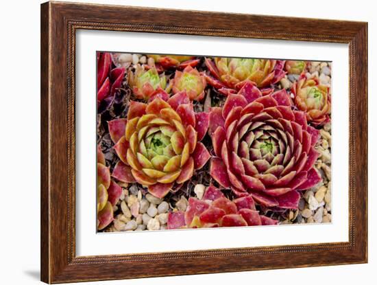 Sempervivum Tectorum-Charles Bowman-Framed Photographic Print