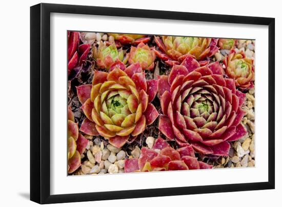 Sempervivum Tectorum-Charles Bowman-Framed Photographic Print