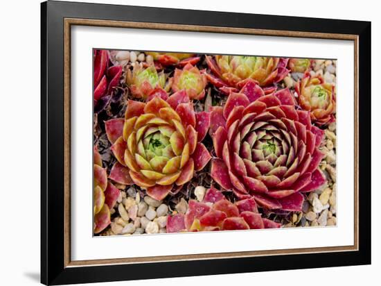 Sempervivum Tectorum-Charles Bowman-Framed Photographic Print