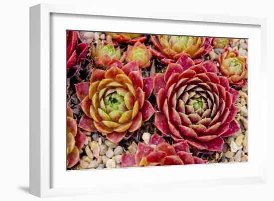 Sempervivum Tectorum-Charles Bowman-Framed Photographic Print