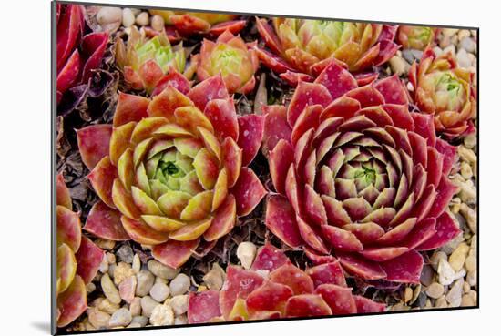 Sempervivum Tectorum-Charles Bowman-Mounted Photographic Print