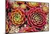 Sempervivum Tectorum-Charles Bowman-Mounted Photographic Print