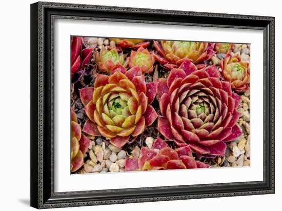 Sempervivum Tectorum-Charles Bowman-Framed Photographic Print