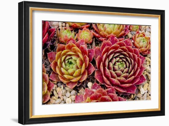 Sempervivum Tectorum-Charles Bowman-Framed Photographic Print