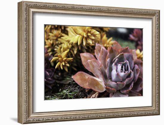 Sempervivum-null-Framed Art Print