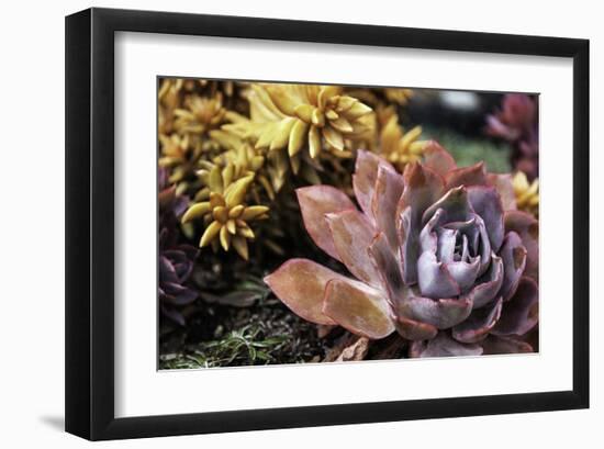 Sempervivum-null-Framed Art Print