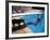 Sen. Barry Goldwater Hanging Underneath Diving Board in Swimming Pool as Dog Licks His Toes-Bill Ray-Framed Photographic Print