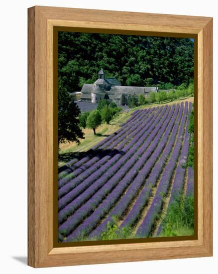 Senaque Abbey and Lavender Fields, Gordes, Provence, France-Steve Vidler-Framed Premier Image Canvas