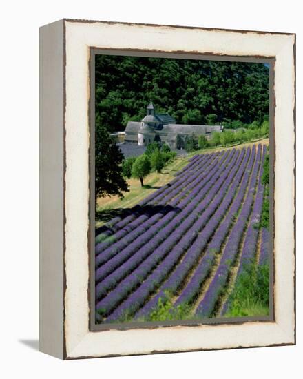 Senaque Abbey and Lavender Fields, Gordes, Provence, France-Steve Vidler-Framed Premier Image Canvas