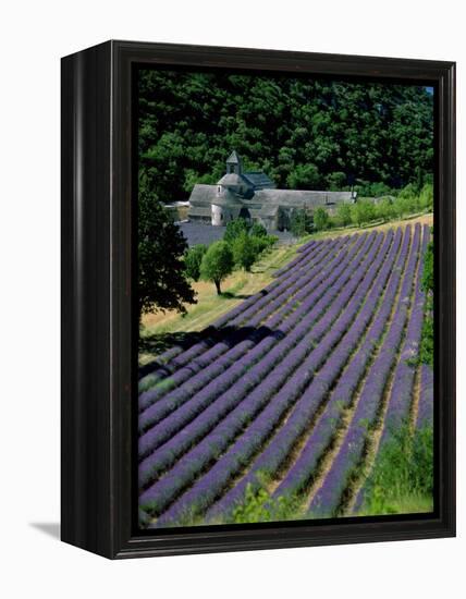 Senaque Abbey and Lavender Fields, Gordes, Provence, France-Steve Vidler-Framed Premier Image Canvas