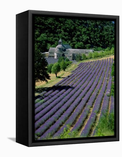 Senaque Abbey and Lavender Fields, Gordes, Provence, France-Steve Vidler-Framed Premier Image Canvas