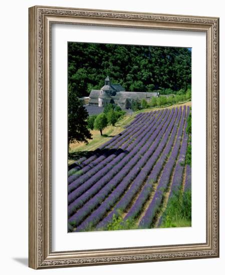 Senaque Abbey and Lavender Fields, Gordes, Provence, France-Steve Vidler-Framed Photographic Print