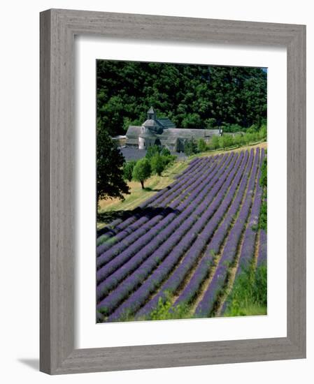 Senaque Abbey and Lavender Fields, Gordes, Provence, France-Steve Vidler-Framed Photographic Print