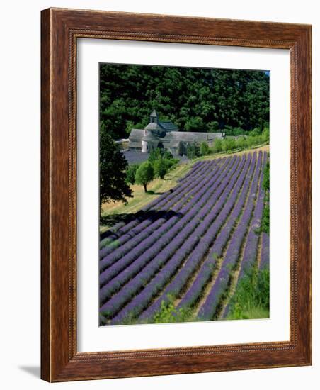 Senaque Abbey and Lavender Fields, Gordes, Provence, France-Steve Vidler-Framed Photographic Print