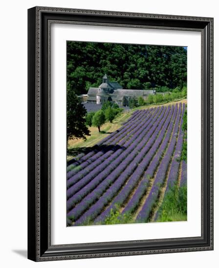 Senaque Abbey and Lavender Fields, Gordes, Provence, France-Steve Vidler-Framed Photographic Print