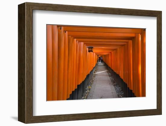 Senbon Torii, thousands of Torii gates, in Fushimi Inari Shrine, Kyoto, Japan-Keren Su-Framed Photographic Print