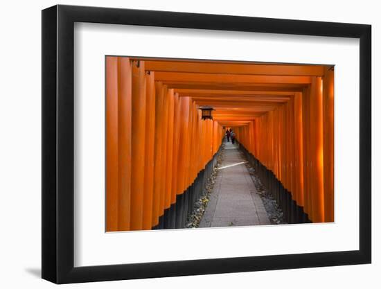 Senbon Torii, thousands of Torii gates, in Fushimi Inari Shrine, Kyoto, Japan-Keren Su-Framed Photographic Print