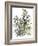 Senecio and other plants, 2003-Claudia Hutchins-Puechavy-Framed Giclee Print