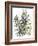 Senecio and other plants, 2003-Claudia Hutchins-Puechavy-Framed Giclee Print