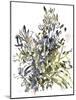 Senecio and other plants, 2003-Claudia Hutchins-Puechavy-Mounted Giclee Print
