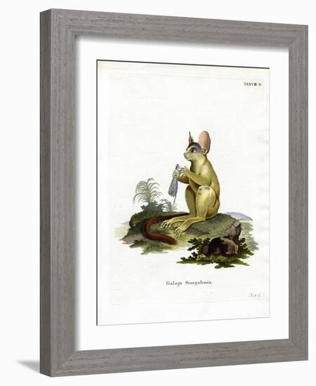 Senegal Bushbaby-null-Framed Giclee Print