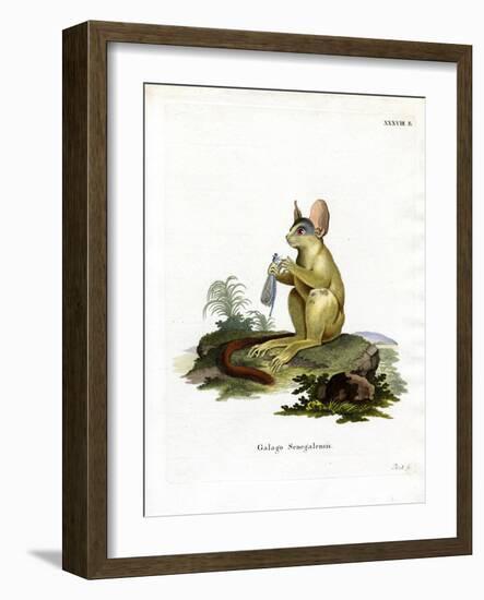 Senegal Bushbaby-null-Framed Giclee Print