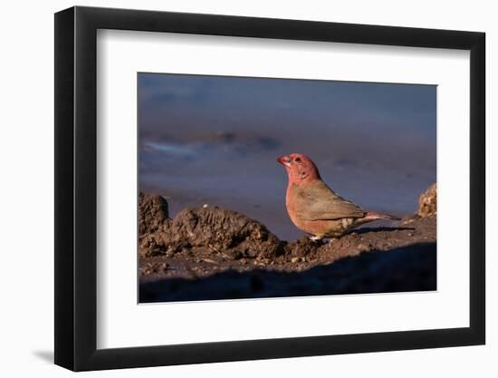 Senegal Firefinch (Lagonosticta senegala), Mashatu Game Reserve, Botswana, Africa-Sergio Pitamitz-Framed Photographic Print