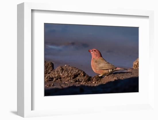 Senegal Firefinch (Lagonosticta senegala), Mashatu Game Reserve, Botswana, Africa-Sergio Pitamitz-Framed Photographic Print