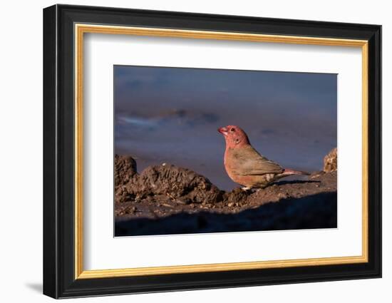 Senegal Firefinch (Lagonosticta senegala), Mashatu Game Reserve, Botswana, Africa-Sergio Pitamitz-Framed Photographic Print