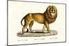 Senegal Lion, 1824-Karl Joseph Brodtmann-Mounted Giclee Print