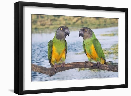 Senegal Parrot Two-null-Framed Photographic Print