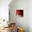 Sensation in Red-Philippe Sainte-Laudy-Photographic Print displayed on a wall