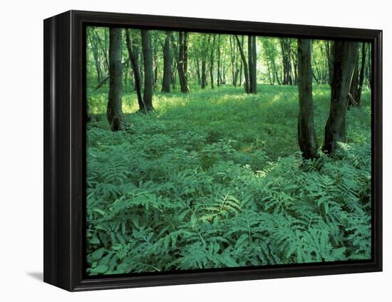 Sensitive Ferns and Silver Maples, Floodplain Forest, Upper Merrimack River, New Hampshire, USA-Jerry & Marcy Monkman-Framed Premier Image Canvas