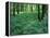 Sensitive Ferns and Silver Maples, Floodplain Forest, Upper Merrimack River, New Hampshire, USA-Jerry & Marcy Monkman-Framed Premier Image Canvas