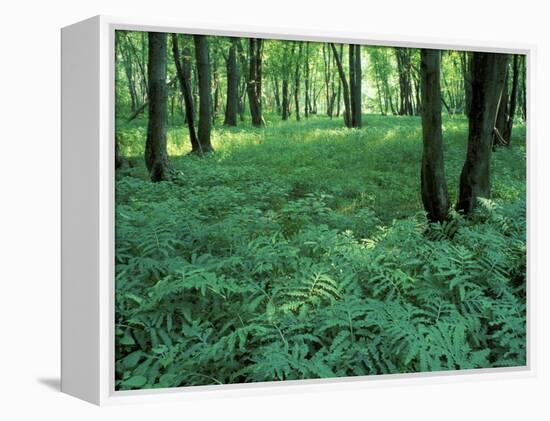 Sensitive Ferns and Silver Maples, Floodplain Forest, Upper Merrimack River, New Hampshire, USA-Jerry & Marcy Monkman-Framed Premier Image Canvas